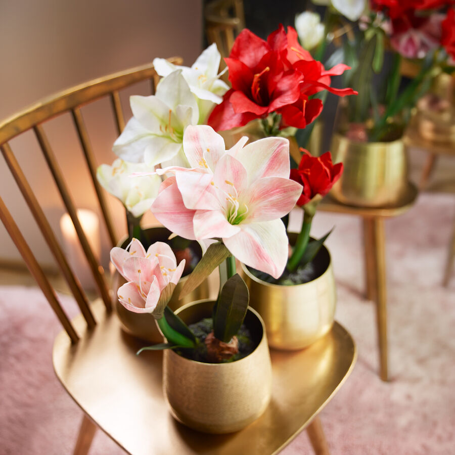 Unvergngliche Amaryllis mit Ballen blht viele Winterzeiten lang Bild 2