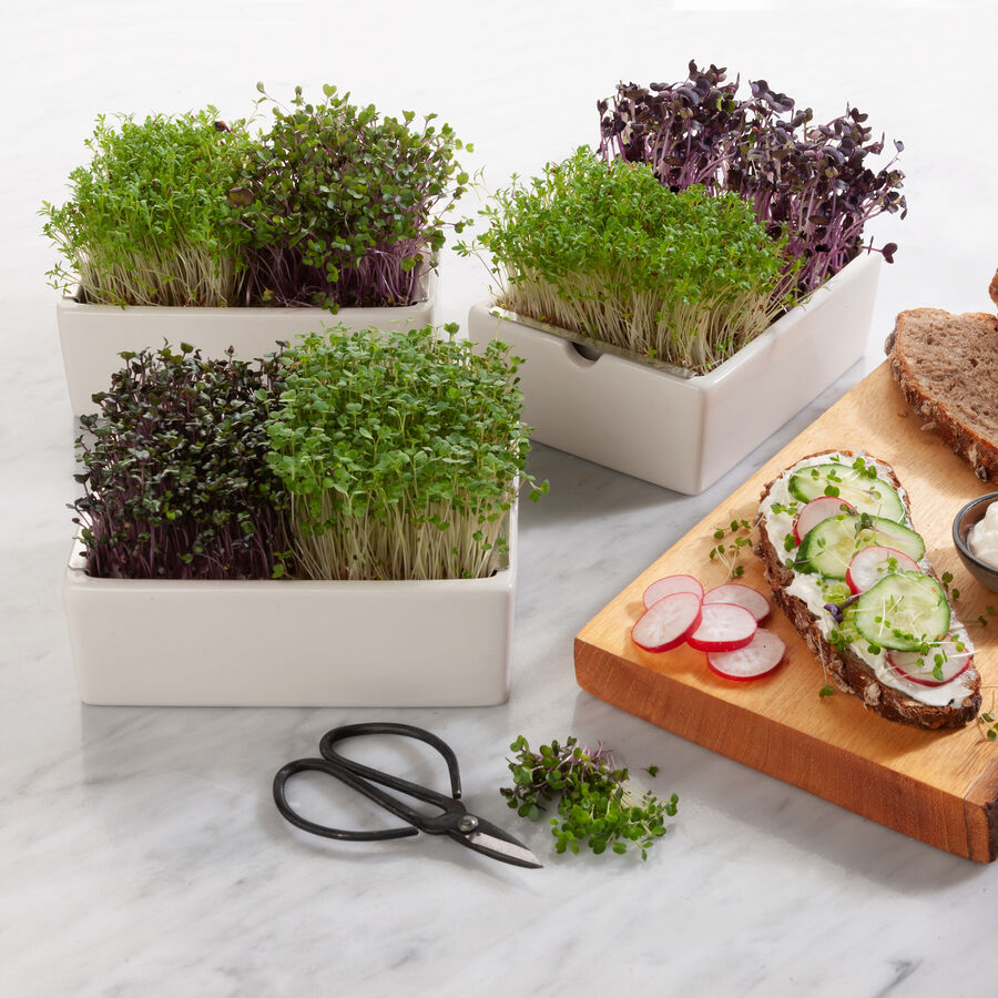   Microgreens Saatpads Rotkohl: Liebliche Vitaminbomben Bild 2