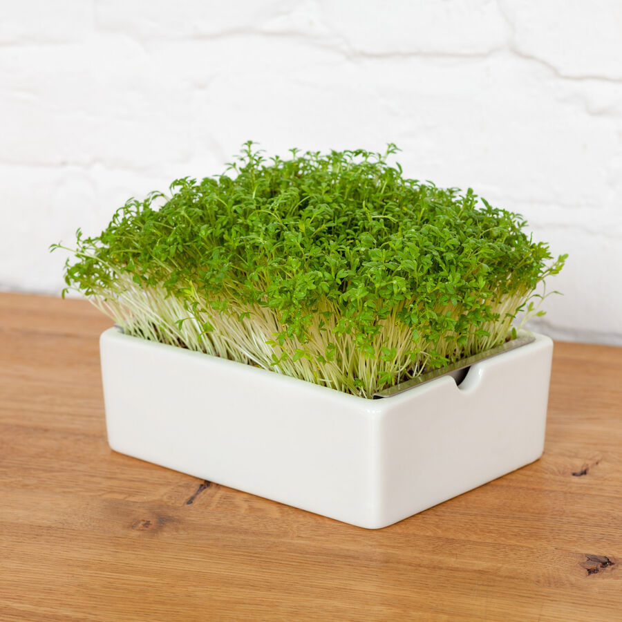    Microgreens Saatpads Kresse: Frisch-scharfe Klassiker Bild 2