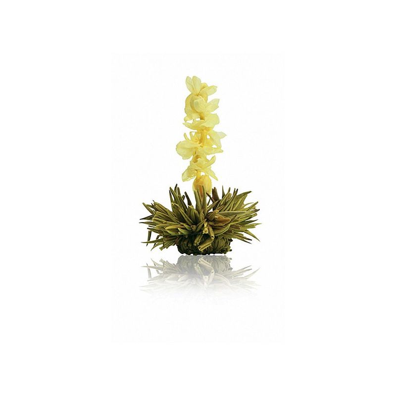 Aufblühende Teeblumen: wunderschön, stimulierend und aromatisch Bild 3