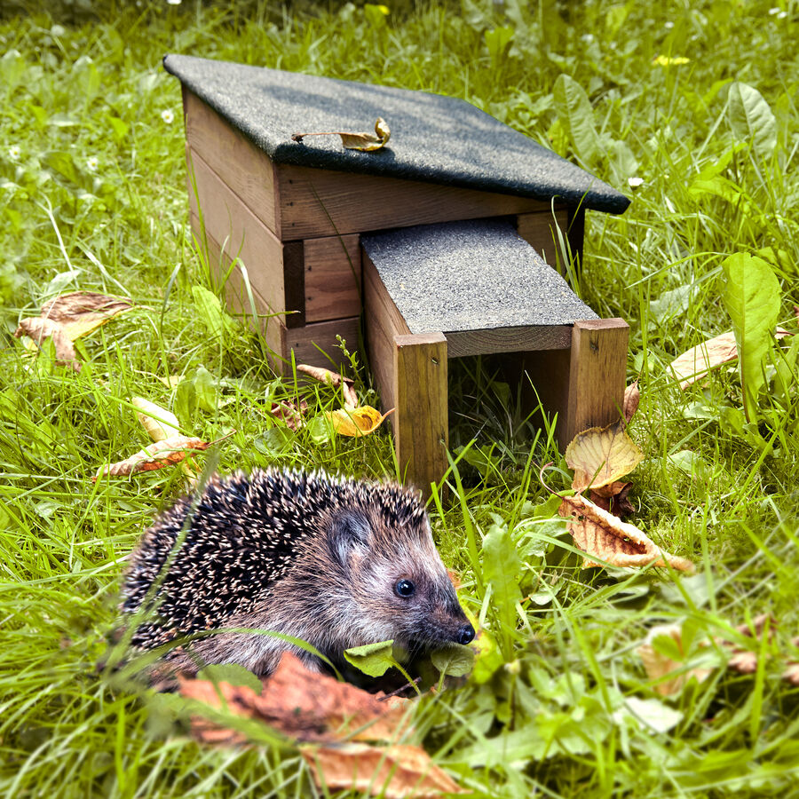 Solides Igelhaus bietet Igeln Schutz Bild 2