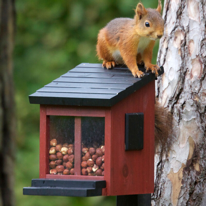 Artgerechte Futterbox für Eichhörnchen Bild 2