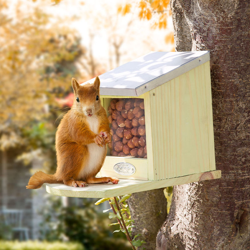 Futterstation lockt Eichhörnchen zum Nüssesammeln