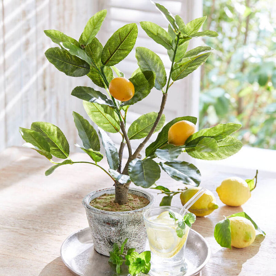 getopftes zitronenstammchen als sommergruss aus sizilien julia grote shop