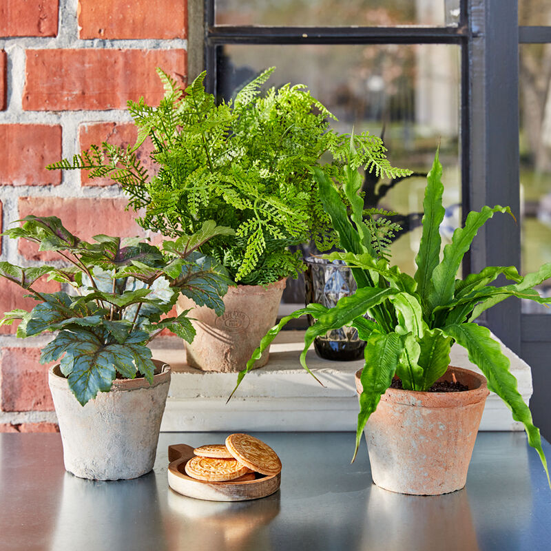 Immergrüne Zimmerpflanzen für jeden Standort im Haus