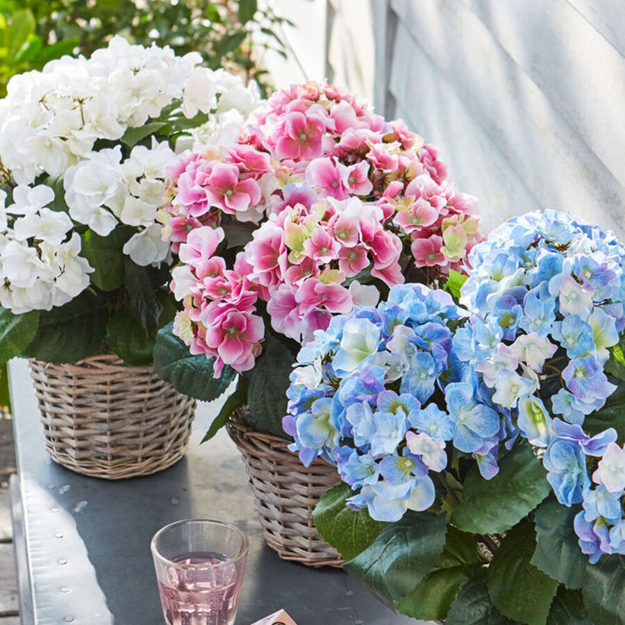 Opulente Hortensie im Weidenkorb in drei frischen Farben