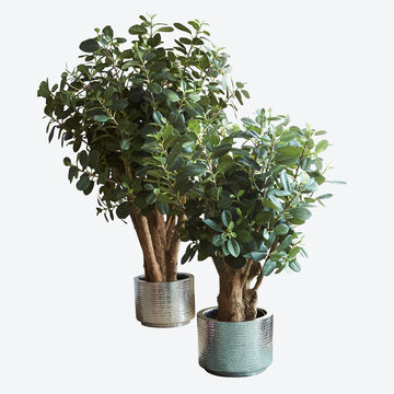 Produktbild fr 'Naturgetreuer Ficus panda als exklusive Innendekoration'