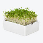 Produktbild f�r 'Bio-Microgreens Saatpads Brokkoli, 4 St�ck'