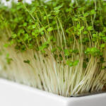 Produktbild f�r 'Bio-Microgreens Saatpads Senf, 4 St�ck'