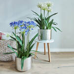 Produktbild f�r 'Naturgetreue Schmucklilie f�r Ihre Innenr�ume'