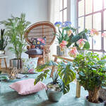 Produktbild f�r 'Naturgetreue Schmucklilie f�r Ihre Innenr�ume'