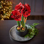 Produktbild fr 'Voll erblhte Amaryllis im Keramik-bertopf'