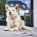 Produktbild fr 'Strapazierfhiges Leder-Halsband mit Nylonkern'