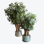 Produktbild fr 'Naturgetreuer Ficus panda als exklusive Innendekoration'