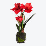 Farbe: Rot