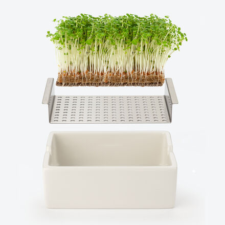 Produktbild fr 'Low-Carb Bio Microgreens: Ganzjhrig gesunde frische Kruterkost'