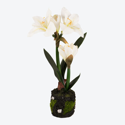 Produktbild fr 'Unvergngliche Amaryllis mit Ballen blht viele Winterzeiten lang'