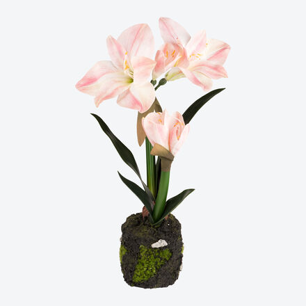 Produktbild fr 'Unvergngliche Amaryllis mit Ballen blht viele Winterzeiten lang'
