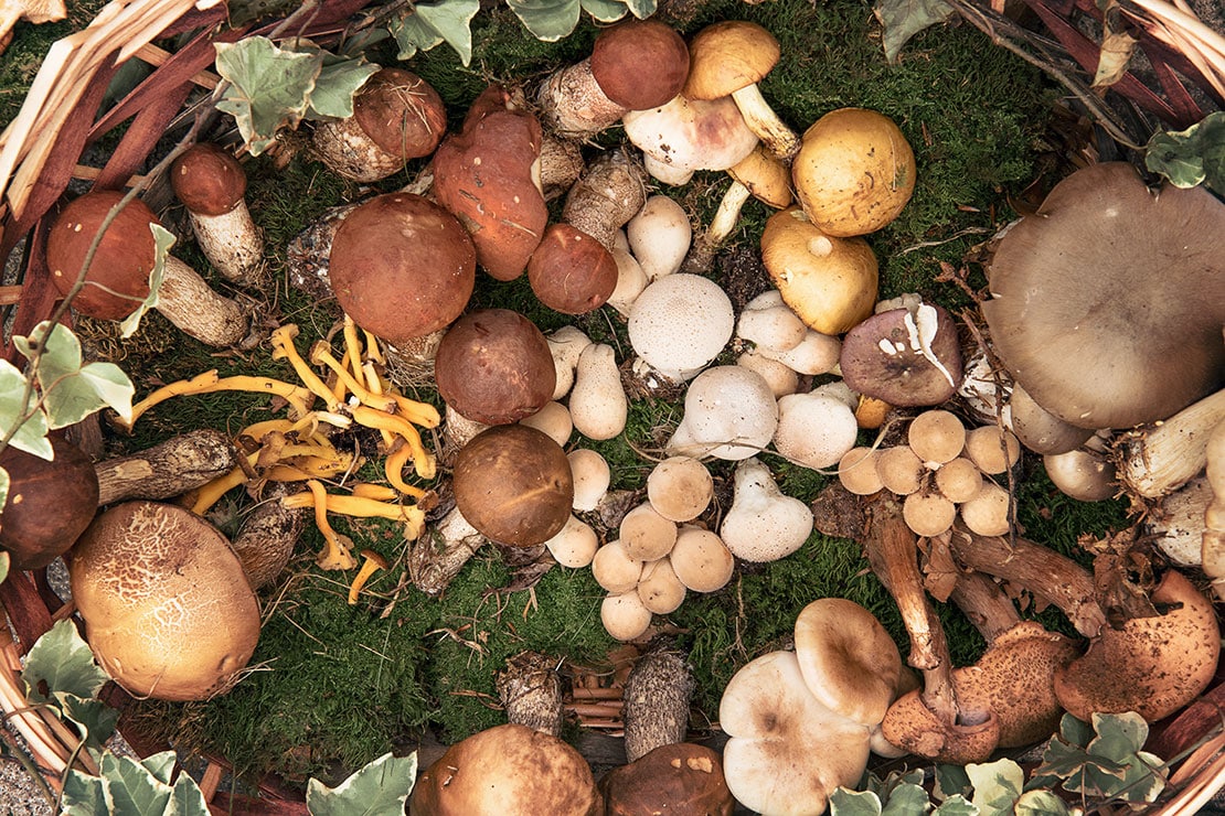 Ein berblick ber die wichtigsten Pilze | GenussMAGAZIN