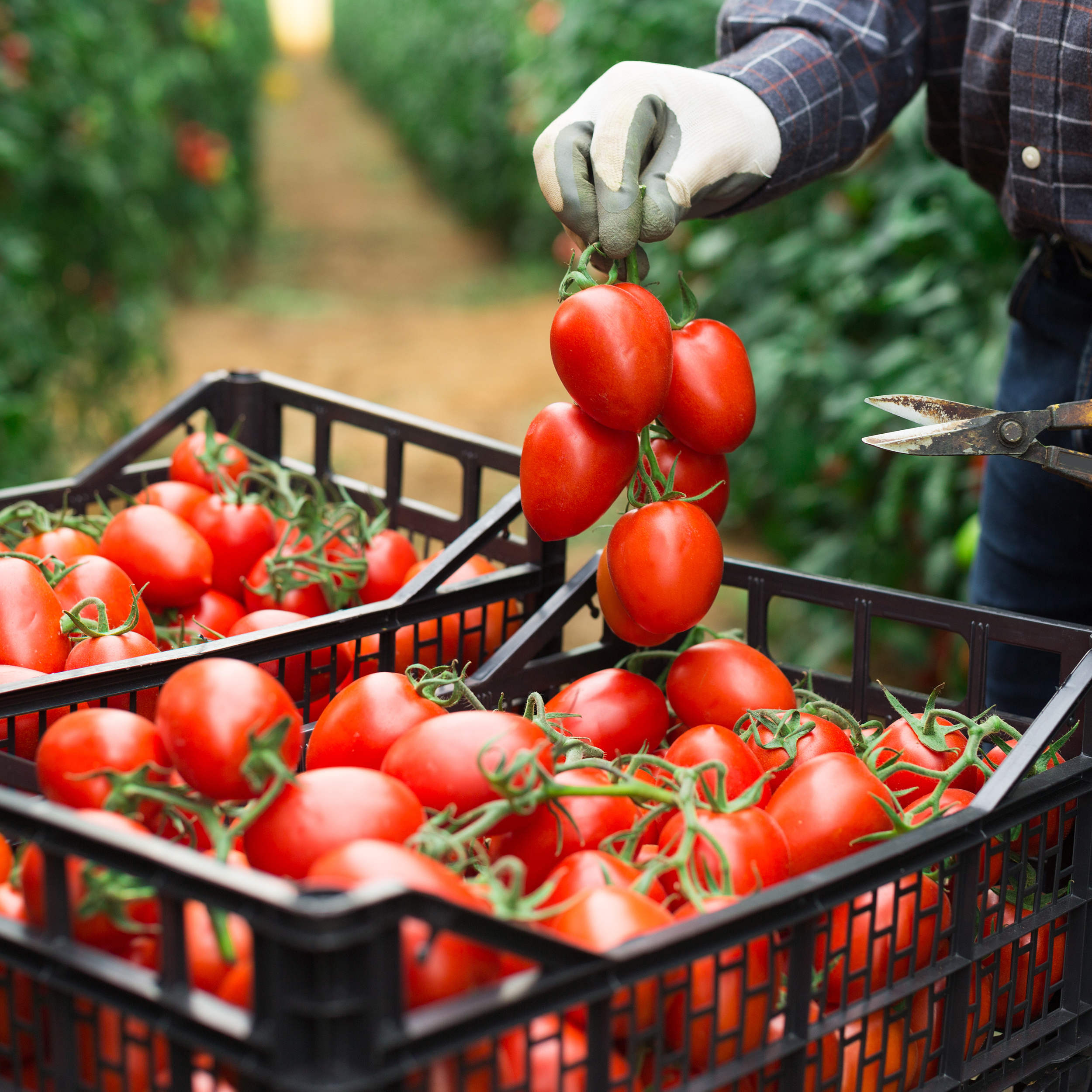 Delikatessen Sommerliche Tomate: